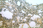 SNX20 Antibody in Immunohistochemistry (Paraffin) (IHC (P))