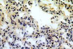SNX20 Antibody in Immunohistochemistry (Paraffin) (IHC (P))