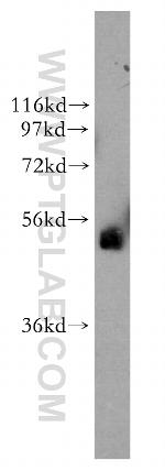 TFAP2B Antibody in Western Blot (WB)