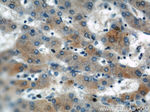 SAA2 Antibody in Immunohistochemistry (Paraffin) (IHC (P))