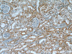 FXR1 Antibody in Immunohistochemistry (Paraffin) (IHC (P))