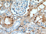 FXR1 Antibody in Immunohistochemistry (Paraffin) (IHC (P))