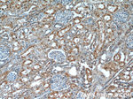 FXR1 Antibody in Immunohistochemistry (Paraffin) (IHC (P))