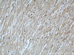 FXR1 Antibody in Immunohistochemistry (Paraffin) (IHC (P))