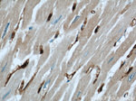 FXR1 Antibody in Immunohistochemistry (Paraffin) (IHC (P))