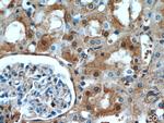 FXR1 Antibody in Immunohistochemistry (Paraffin) (IHC (P))