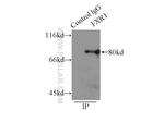 FXR1 Antibody in Immunoprecipitation (IP)