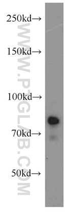 FXR1 Antibody in Western Blot (WB)