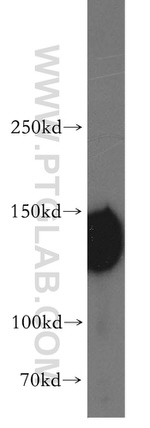 AXL Antibody in Western Blot (WB)