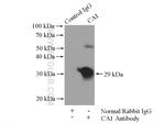 CA1 Antibody in Immunoprecipitation (IP)