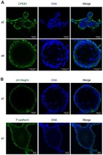 P-cadherin Antibody in Immunocytochemistry (ICC/IF)