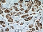 AK3L1 Antibody in Immunohistochemistry (Paraffin) (IHC (P))