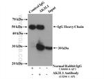 AK3L1 Antibody in Immunoprecipitation (IP)