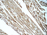 CKMT2 Antibody in Immunohistochemistry (Paraffin) (IHC (P))