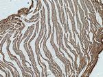 CKMT2 Antibody in Immunohistochemistry (Paraffin) (IHC (P))