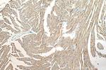 CKMT2 Antibody in Immunohistochemistry (Paraffin) (IHC (P))