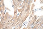 CKMT2 Antibody in Immunohistochemistry (Paraffin) (IHC (P))