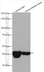 CKMT2 Antibody in Western Blot (WB)