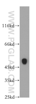 CKMT2 Antibody in Western Blot (WB)