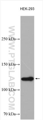 UBA6 Antibody in Western Blot (WB)