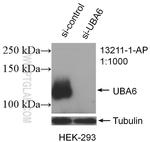 UBA6 Antibody in Western Blot (WB)