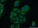 PACSIN1 Antibody in Immunocytochemistry (ICC/IF)