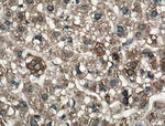 LRG1 Antibody in Immunohistochemistry (Paraffin) (IHC (P))