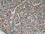 LRG1 Antibody in Immunohistochemistry (Paraffin) (IHC (P))