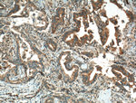 LRG1 Antibody in Immunohistochemistry (Paraffin) (IHC (P))