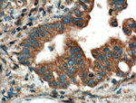 LRG1 Antibody in Immunohistochemistry (Paraffin) (IHC (P))