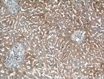 LRG1 Antibody in Immunohistochemistry (Paraffin) (IHC (P))