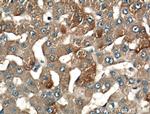 LRG1 Antibody in Immunohistochemistry (Paraffin) (IHC (P))