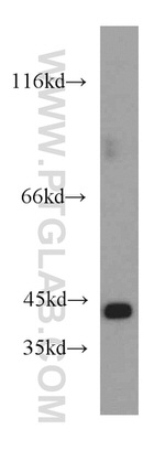 LRG1 Antibody in Western Blot (WB)