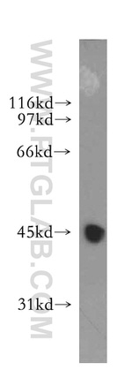 LRG1 Antibody in Western Blot (WB)