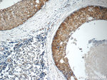 ARSB Antibody in Immunohistochemistry (Paraffin) (IHC (P))