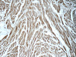 ARSB Antibody in Immunohistochemistry (Paraffin) (IHC (P))