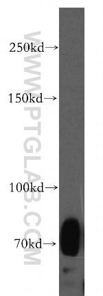 SIGLEC5 Antibody in Western Blot (WB)