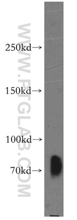 SIGLEC5 Antibody in Western Blot (WB)