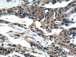 CYP1A1 Antibody in Immunohistochemistry (Paraffin) (IHC (P))