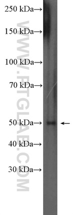 CYP1A1 Antibody in Western Blot (WB)