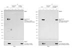 c-Myc Antibody in Immunoprecipitation (IP)