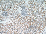 SRGAP1 Antibody in Immunohistochemistry (Paraffin) (IHC (P))