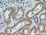 SRGAP1 Antibody in Immunohistochemistry (Paraffin) (IHC (P))