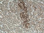 SRGAP1 Antibody in Immunohistochemistry (Paraffin) (IHC (P))