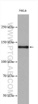 SRGAP1 Antibody in Western Blot (WB)