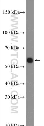 BMP5 Antibody in Western Blot (WB)