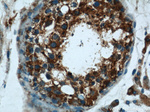 SPPL2A Antibody in Immunohistochemistry (Paraffin) (IHC (P))