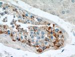 SPPL2A Antibody in Immunohistochemistry (Paraffin) (IHC (P))