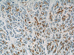 Gamma adaptin Antibody in Immunohistochemistry (Paraffin) (IHC (P))