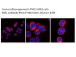 MR1 Antibody in Immunocytochemistry (ICC/IF)